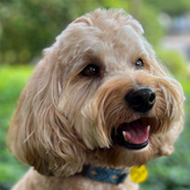 Therapy Dog Louie| Doylestown Health