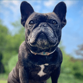 Therapy Dog Maggie| Doylestown Health